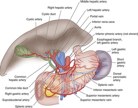 The liver is the largest solid organ in the human body. Surgery of the Liver, Biliary Tract, Pancreas, and Spleen | Basicmedical Key