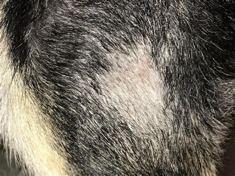 Very Very Itchy Pup German Shepherd Dog Forums