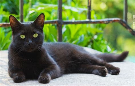 10 Datos Curiosos Sobre Los Gatos Negros Candela