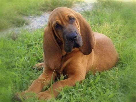 Bloodhound Breed Guide Learn About The Bloodhound