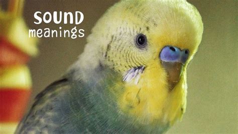 Budgie Sounds And Their Meanings ♫︎ Budgies Pet Bird Cage Parakeet
