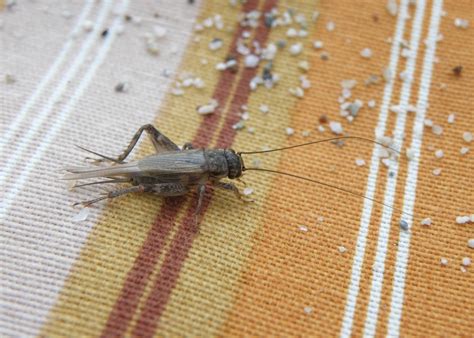 Cricket Facts And Keeping Crickets As Pets The Old Farmers Almanac