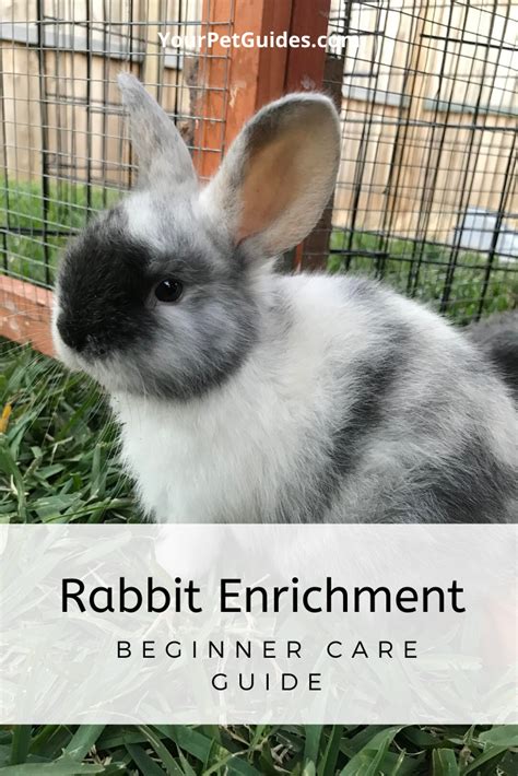 a guide to rabbit enrichment artofit