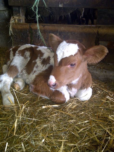 Sweet Guernsey Baby Cows Cute Cows Cute Baby Cow