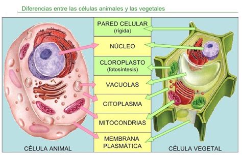 Maestro San Blas Los Seres Vivos Estamos Formados Por Células