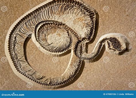 203 Fossil Snake Stock Photos Free And Royalty Free Stock Photos From