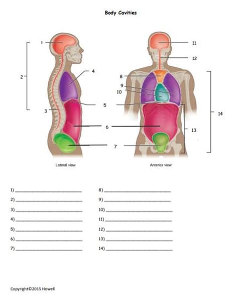Printable Body Regions Labeling Worksheet