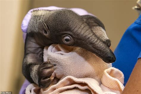 Giant Anteater Is Born At Zoo Miami And Defies Odds Of Survival After