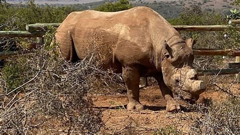 Rhinos Special Tech Saving Endangered Species From Poachers Cbbc