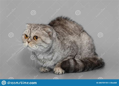 Large Grey Scottish Fold Cat Stock Image Image Of Relax Feline