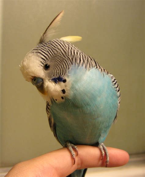 Extremely Rare Parakeet By Nukeleer On Deviantart