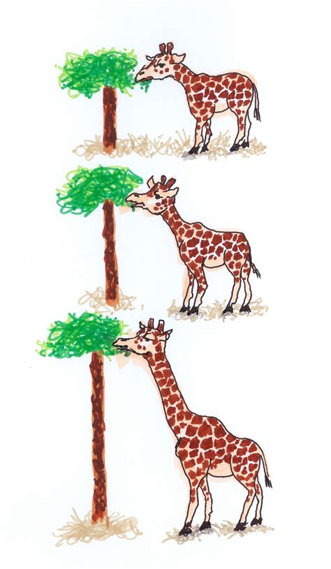 Cartoons The Evolution Of The Giraffe And A Bit Of Neanderthal