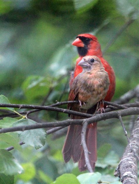 Baby Cardinal Christy Cox Photography