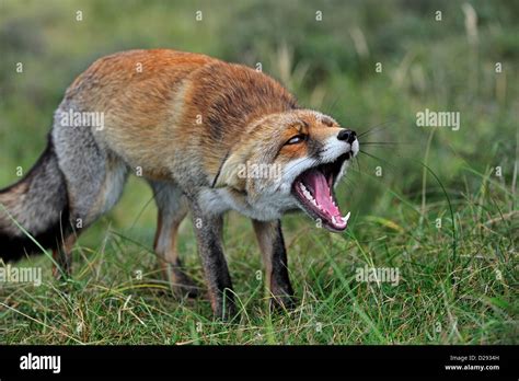 Scared And Aggressive Subordinate Red Fox Vulpes Vulpes In Stock