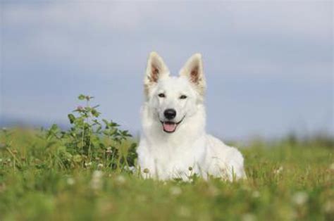 White Alsatian Shepherd Dog Breeds White German Shepherd German