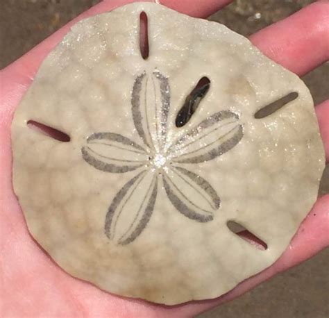 Its Important To Know The Difference Between The Living Sand Dollars