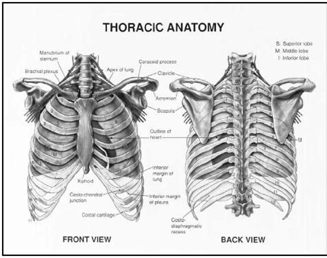 Human rib cage anatomy flat vector illustration. What is Thorax in humans in the Respiratory system called ...