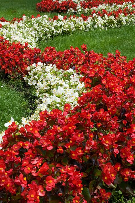 ¡cómo Mantener Las Begonias Floreciendo Grandes Y Fuertes Durante Todo