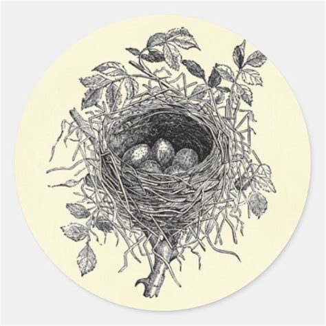 Vintage Bird Nest Illustration Classic Round Sticker Zazzle