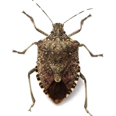 Stink Bugs Png Fotos Png Play