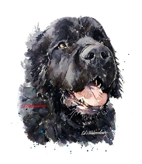 Newfoundland Dog Ii Print Watercolournewfoundland Dog Etsy