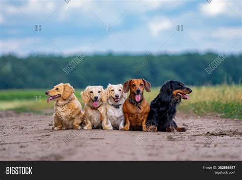 Domestic Animals Five Image And Photo Free Trial Bigstock