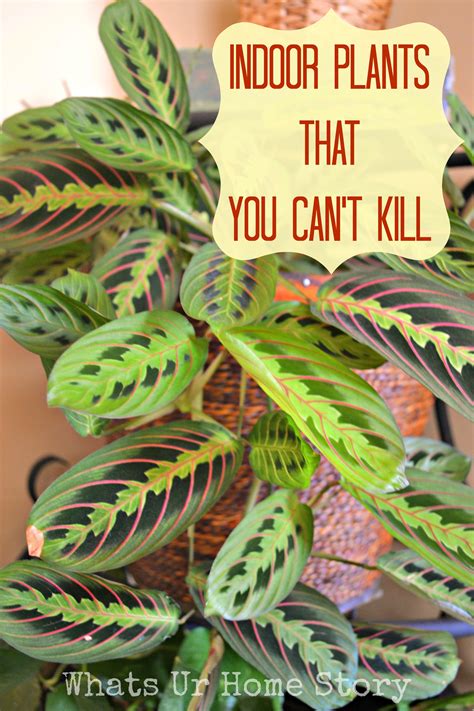 Annual flowers such as marigolds and zinnias offer an easy way to create an inexpensive, quick garden. Indoor Plants That You Just Can't Kill | Whats Ur Home Story