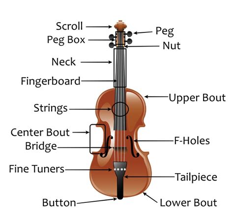 The Parts Of The Violin
