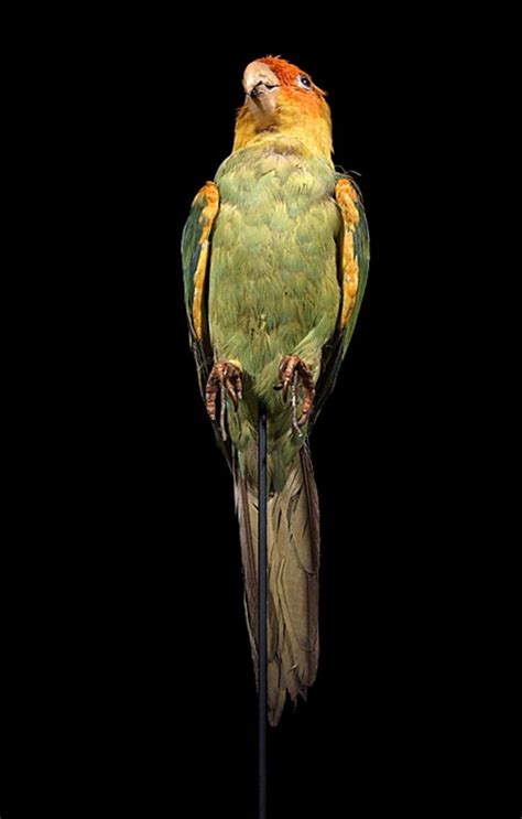 Carolina Parakeet Birdfinding Info