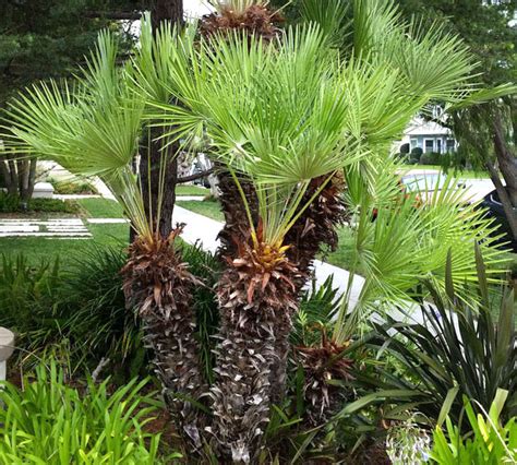 🌴 European Fan Palm Tree Chamaerops Humilis