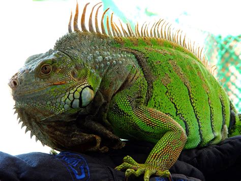 In South Florida Green Iguanas Spread Into Suburban Scourge