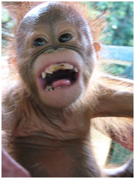 Orangutans Modify Facial Displays Depending On Recipient Attention Peerj