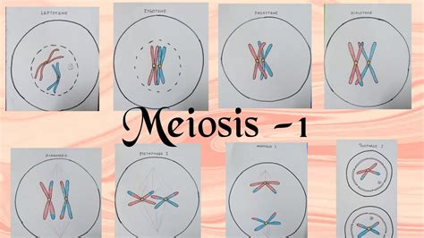 Process Of Meiosis 1 With Diagrams In English Class 11 Biology