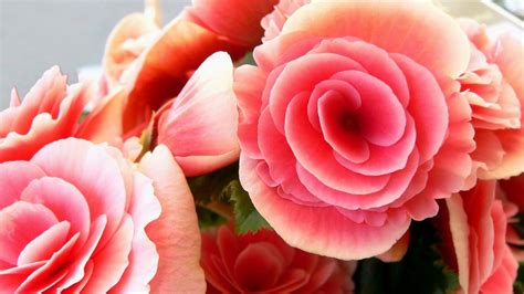 Download free computer wallpapers, pictures, and desktop backgrounds. Pink Roses Wallpaper Desktop Hd Beautiful Pink Roses ...