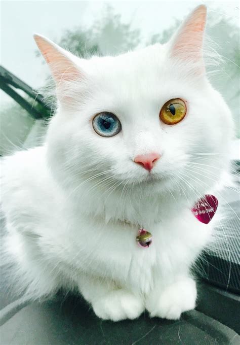Luna And Her Two Different Colored Eyes Heterochromia Ifttt