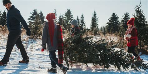 If you're aiming to give your family a fabulous time this autumn, you'll want to check out these pumpkin farms near you all across america. 30 Best Christmas Tree Farms - Christmas Tree Farms Near Me