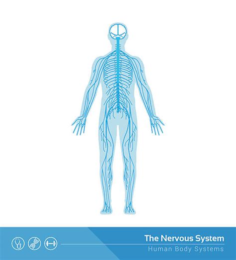 Esquema del sistema nervioso Fotos Guía 2021 2022
