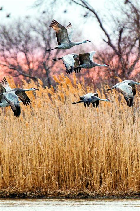 Sandhill Crane Migration In Nebraska Sandhill Crane Info