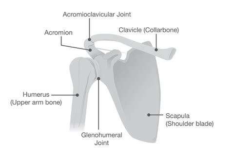 Browse our library of free human anatomy images and pictures. Shoulder Pain and Problems | Johns Hopkins Medicine