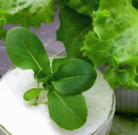 Edible Garden Landscape Baby Gem Lettuce In Hydroponics Malaysia Hot