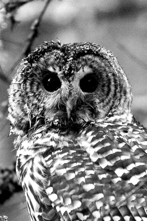 She Stares Into Your Soul 🦉 Rlowowl