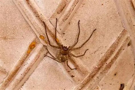 7 Common Spiders In Arizona Id Pictures Wildlife Informer