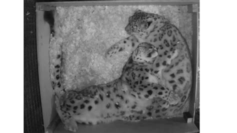 Love Is In Air A Viral Video Of A Snow Leopard Couple Cuddles While Sleeping Will Make You Fall