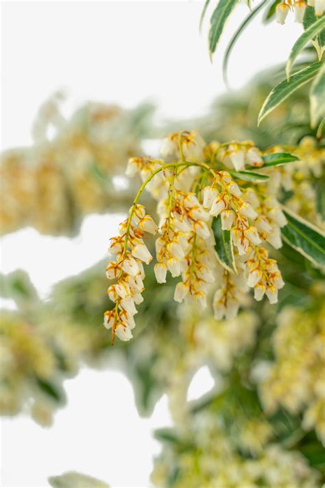 Flaming Silver Pieris For Sale The Tree Center