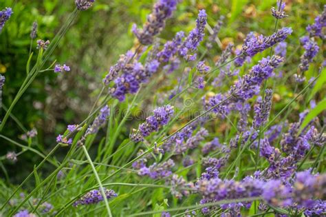 Plant English Lavender Lavender Flower Picture Image 112568064