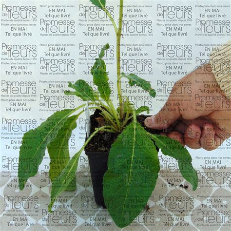 Verbascum Sugar Plum Molène Vivace Compacte Très Florifère Aux épis