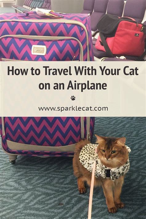 How To Travel With Your Cat On An Airplane Cat Travel Pet Travel Cats