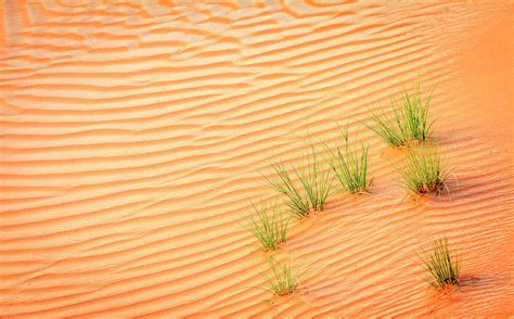 Desert Grass Photograph By Alexey Stiop Fine Art America