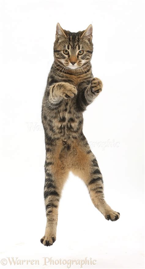 Tabby Cat Jumping In The Air Photo Wp42779