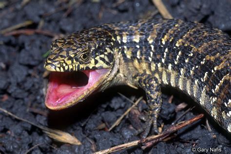 Mar 30, 2021 · southern alligator lizards are a familiar sight for most californians. San Francisco Alligator Lizard - Elgaria coerulea coerulea